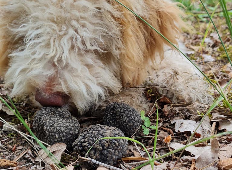 Lagotto con tartufo
